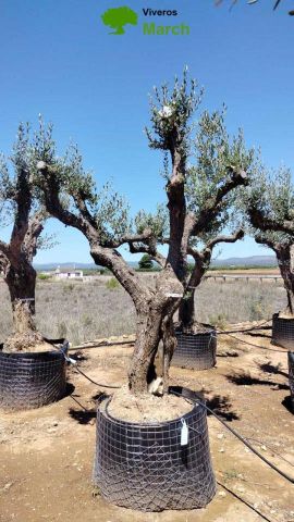 OLEA EUROPAEA CPTM 80/100 HT250/300