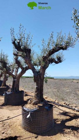 OLEA EUROPAEA CPTM 80/100 HT250/300