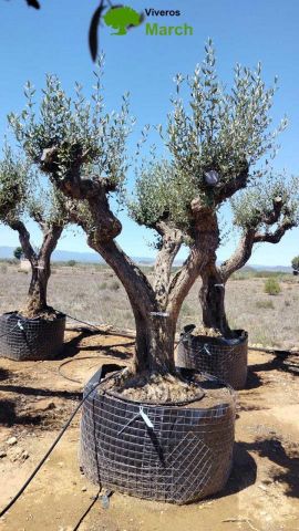 OLEA EUROPAEA CPTM 80/100 HT250/300