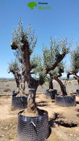 OLEA EUROPAEA CPTM 80/100 HT250/300