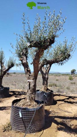 OLEA EUROPAEA CPTM 80/100 HT250/300