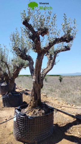 OLEA EUROPAEA CPTM 80/100 HT250/300