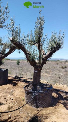 OLEA EUROPAEA CPTM 80/100 HT250/300