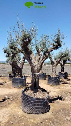 OLEA EUROPAEA CPTM 80/100 HT250/300