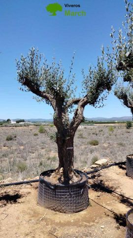 OLEA EUROPAEA CPTM 80/100 HT250/300