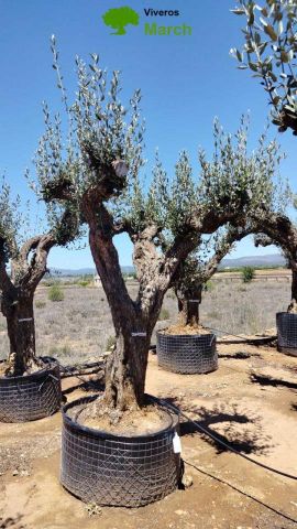 OLEA EUROPAEA CPTM 80/100 HT250/300