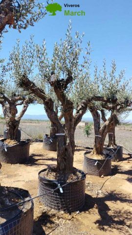OLEA EUROPAEA CPTM 80/100 HT250/300