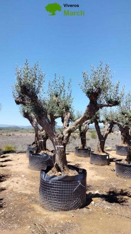 OLEA EUROPAEA CPTM 80/100 HT250/300