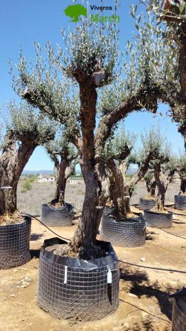 OLEA EUROPAEA CPTM 80/100 HT250/300