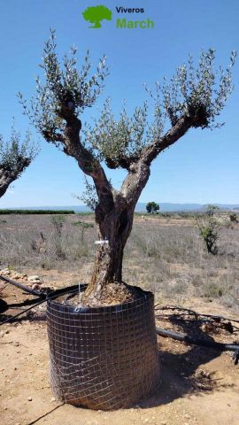 OLEA EUROPAEA CPTM 80/100 HT250/300