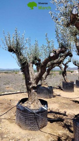 OLEA EUROPAEA CPTM 80/100 HT250/300