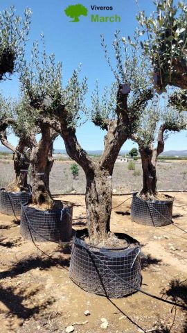 OLEA EUROPAEA CPTM 80/100 HT250/300