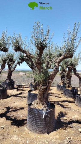 OLEA EUROPAEA CPTM 80/100 HT250/300