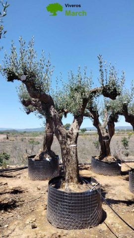 OLEA EUROPAEA CPTM 80/100 HT250/300