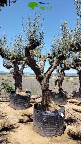 OLEA EUROPAEA CPTM 80/100 HT250/300