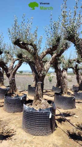 OLEA EUROPAEA CPTM 80/100 HT250/300