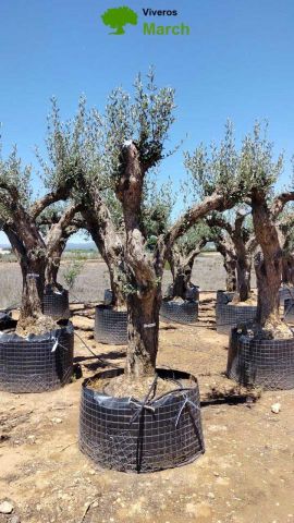 OLEA EUROPAEA CPTM 80/100 HT250/300