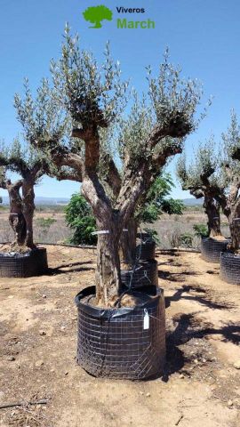 OLEA EUROPAEA CPTM 80/100 HT250/300