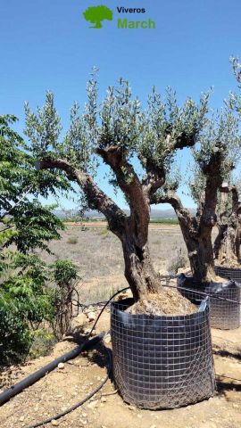 OLEA EUROPAEA CPTM 80/100 HT250/300