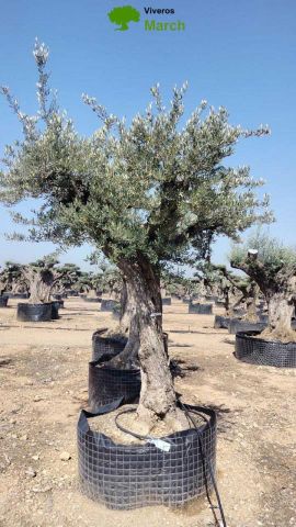 OLEA EUROPAEA CPTM 80/100 HT250/300