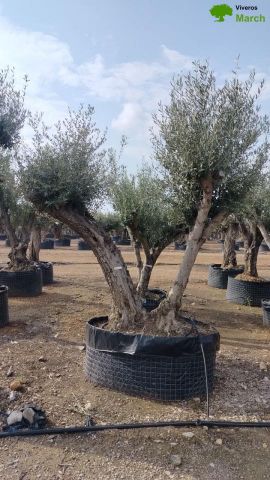 OLEA EUROPAEA CPTM 80/100 HT250/300
