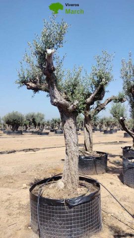 OLEA EUROPAEA CPTM 80/100 HT250/300