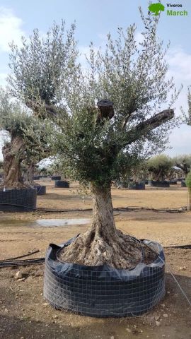 OLEA EUROPAEA CPTM 80/100 HT250/300