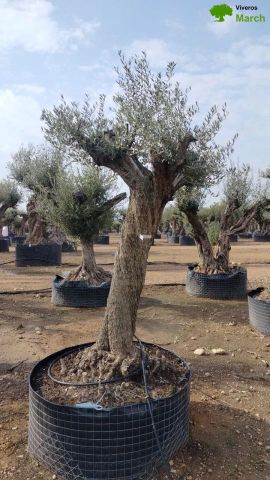 OLEA EUROPAEA CPTM 80/100 HT250/300