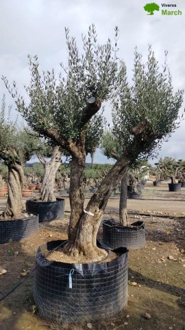OLEA EUROPAEA CPTM 80/100 HT250/300