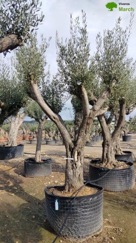 OLEA EUROPAEA CPTM 80/100 HT250/300