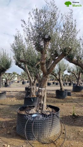 OLEA EUROPAEA CPTM 80/100 HT250/300