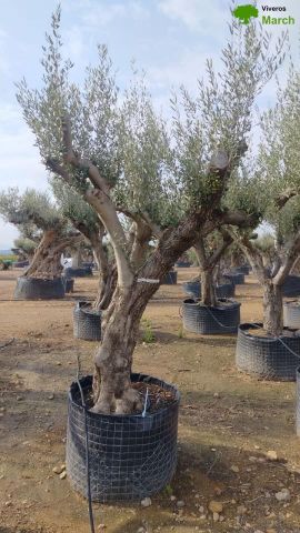 OLEA EUROPAEA CPTM 80/100 HT250/300