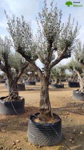 OLEA EUROPAEA CPTM 80/100 HT250/300