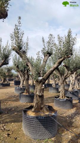 OLEA EUROPAEA CPTM 80/100 HT250/300