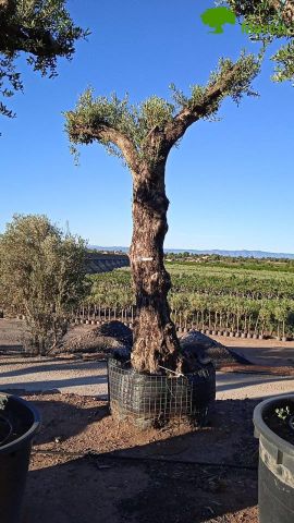 OLIVO FORMA NATURAL 100/120 HT350/500