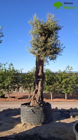 OLIVO FORMA NATURAL 100/120 HT350/500