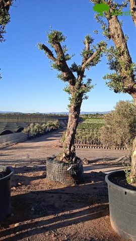 OLIVO FORMA NATURAL 80/100 HT350/500