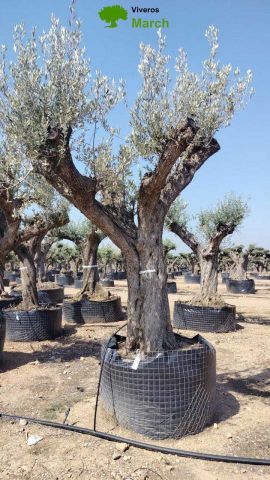 OLEA EUROPAEA REF 01 120/160 HT300/350