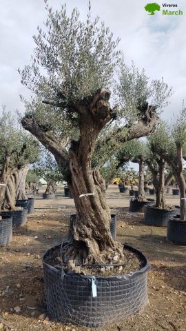 OLEA EUROPAEA REF 01 120/160 HT300/350