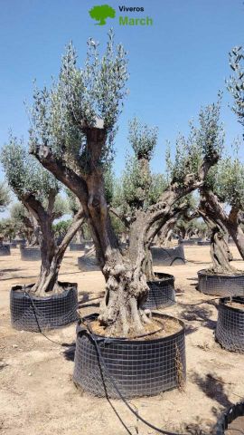 OLEA EUROPAEA REF 01 120/160 HT300/350