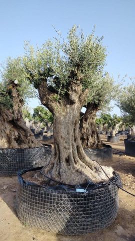 OLEA EUROPAEA REF 02 120/160 HT300/350