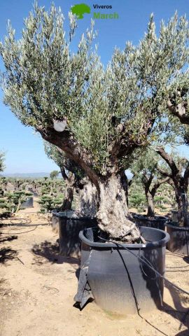 OLEA EUROPAEA REF 02 120/160 HT300/350
