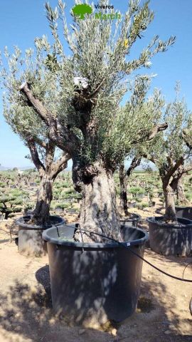 OLEA EUROPAEA REF 02 120/160 HT300/350