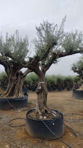OLEA EUROPAEA REF 02 120/160 HT300/350