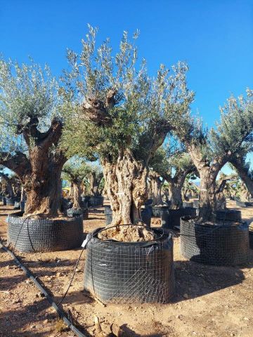 OLEA EUROPAEA REF 02 120/160 HT300/350