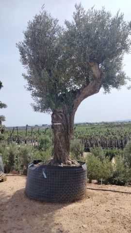 OLEA EUROPAEA REF 02 120/160 HT300/350