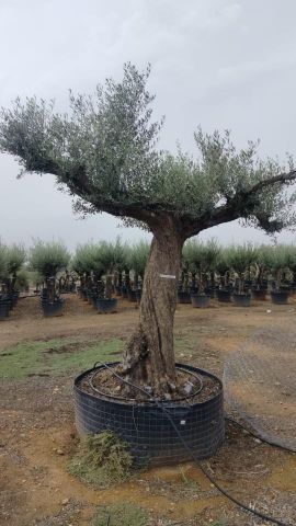 OLEA EUROPAEA REF 03 120/160 HT300/350