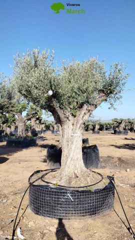OLEA EUROPAEA REF 03 120/160 HT300/350