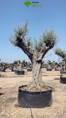OLEA EUROPAEA REF 03 120/160 HT300/350
