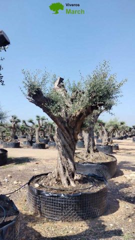 OLEA EUROPAEA REF 03 120/160 HT300/350